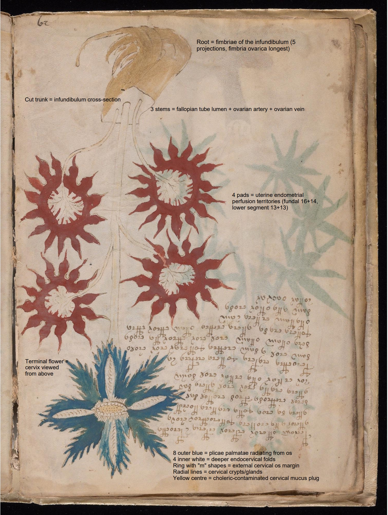 Labelled diagram of Folio 16v